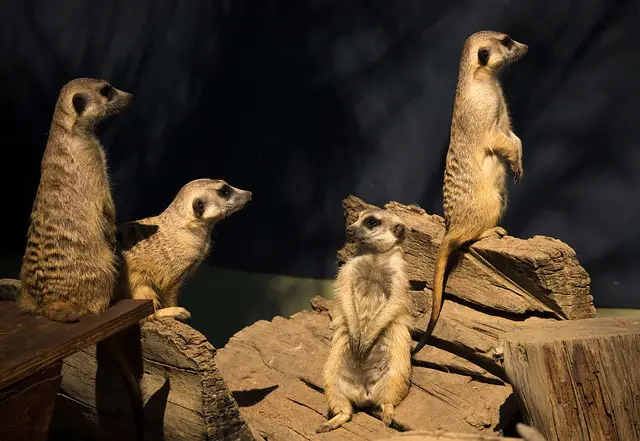 Picture of a group of meercats