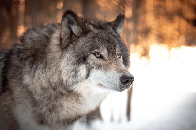 Picture of a wolf