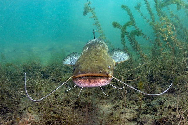 Picture of a catfish