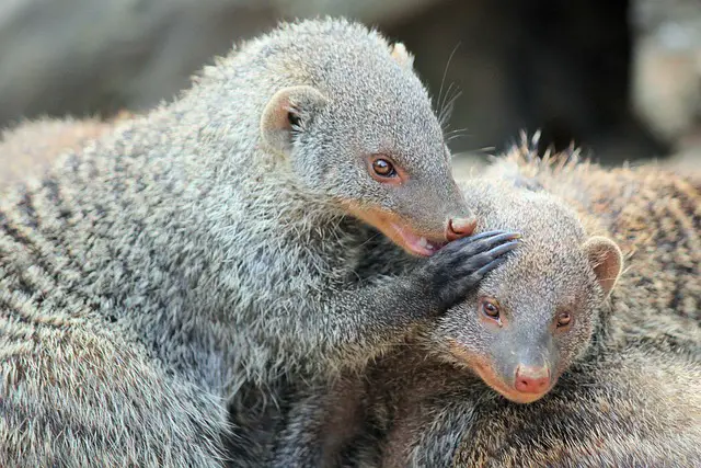 Picture of two mongoose 