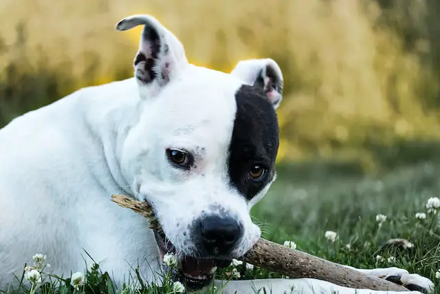Picture of an American Staffordshire Terrier 