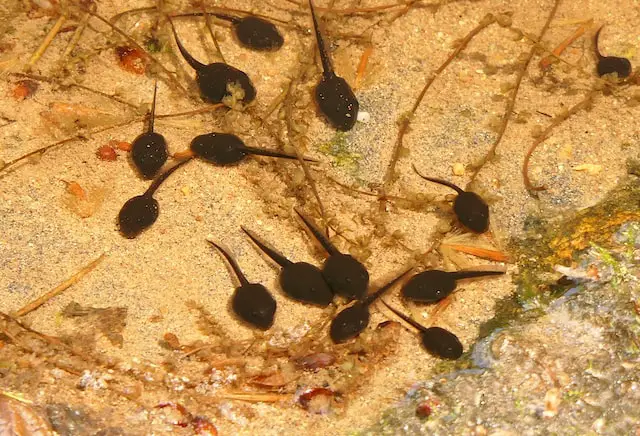 Picture of some tadpoles
