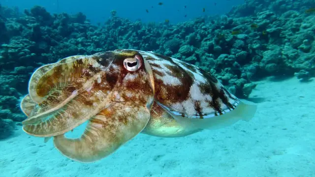 Picture of a squid