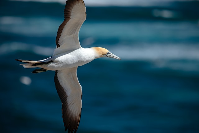 Picture of an albatross 