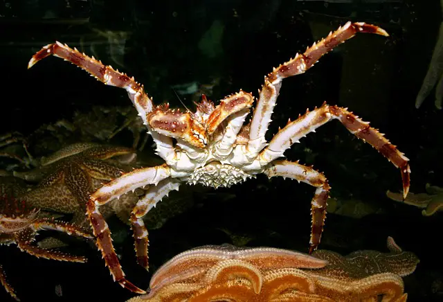 picture of a king crab