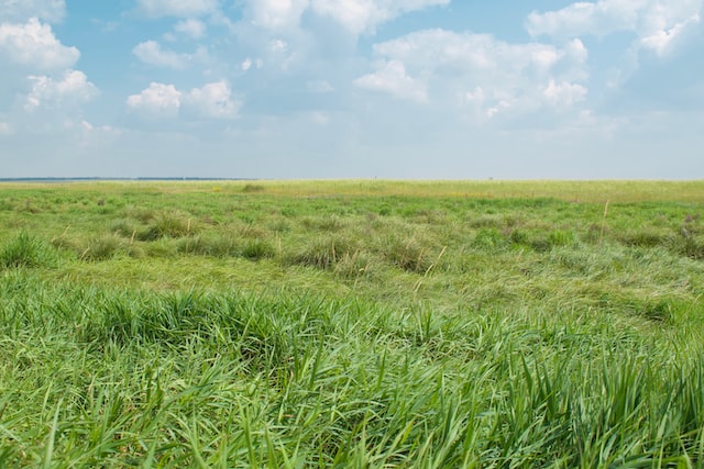 Picture of a grassland 