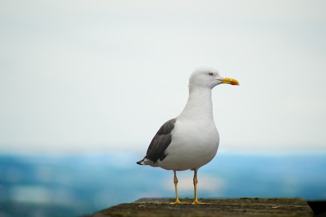 Picture of a seagull