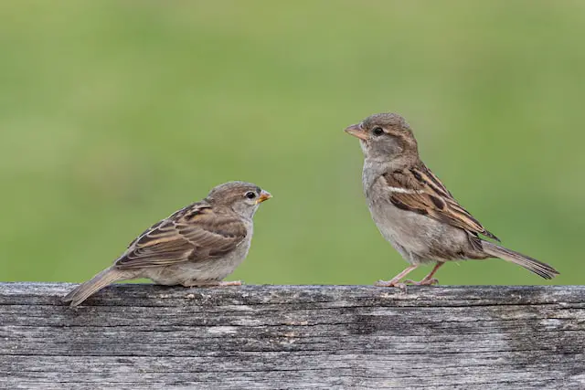 Picture of two sparrows