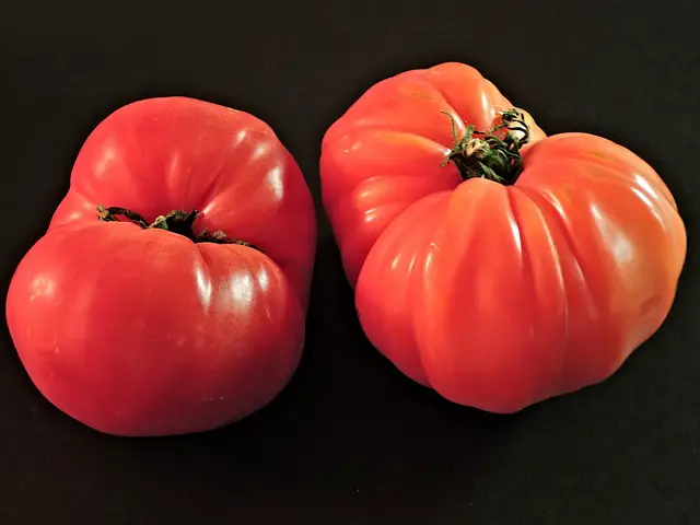 Picture of two heirloom tomatoes 