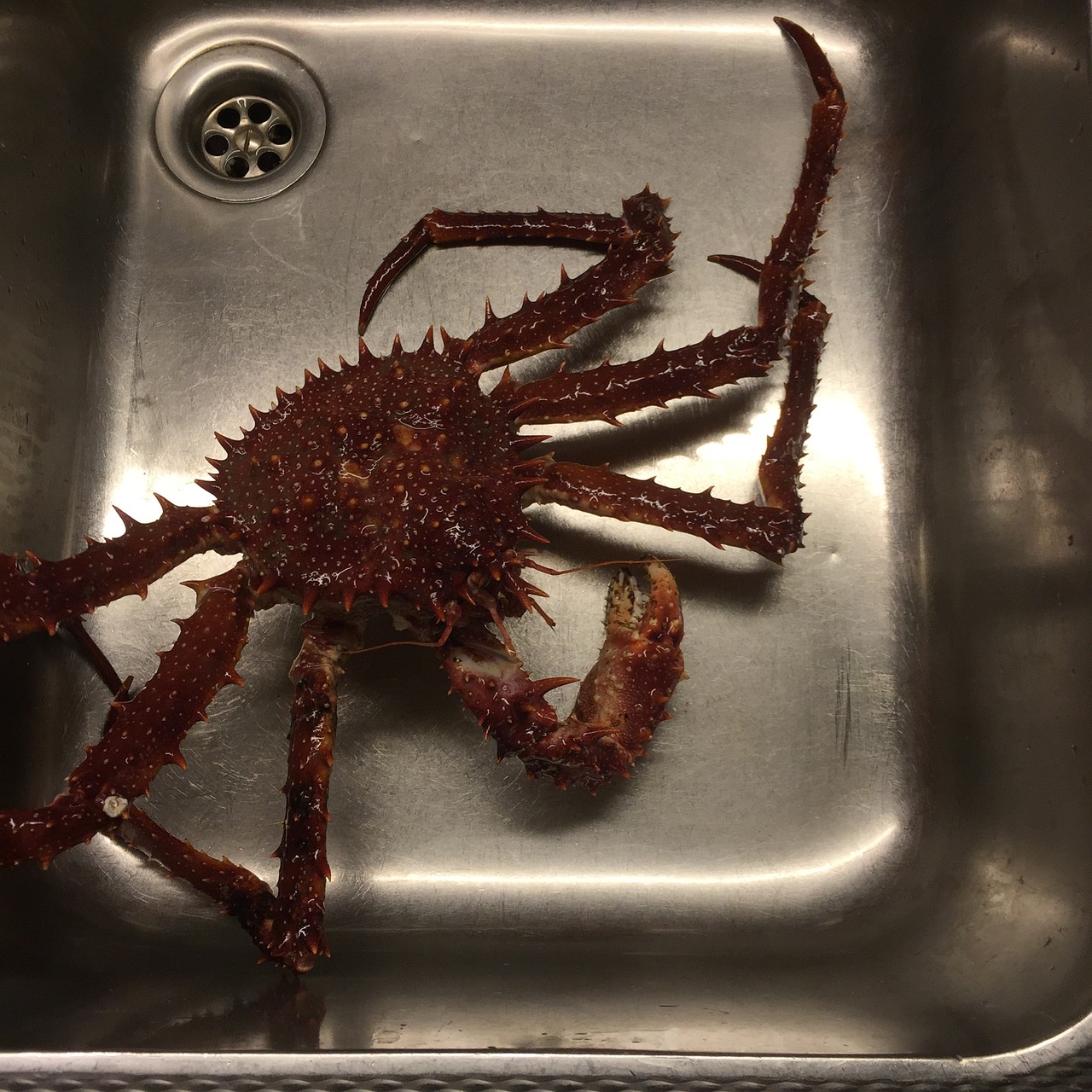 Picture of a Troll crab