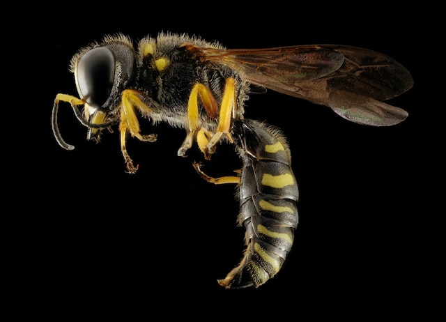 Picture of a hornet 