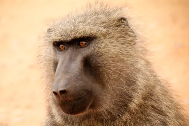 Picture of a baboon
