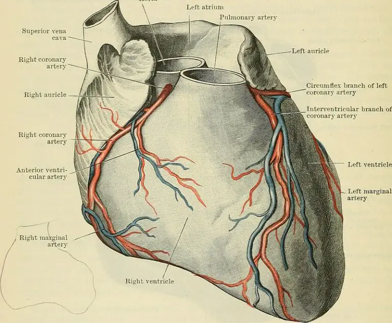 What is the difference between inferior vena cava and superior vena ...