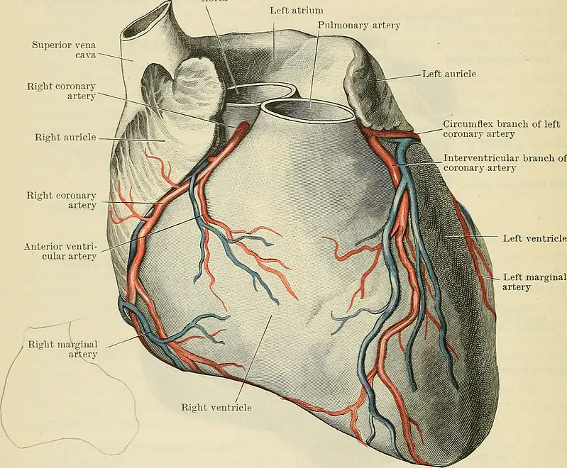picture showing the anatomy of the human heart