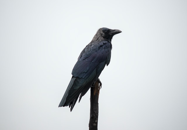 Picture of a crow