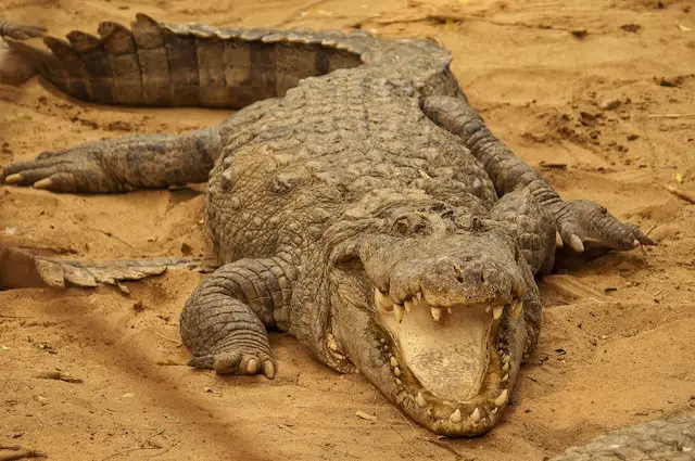 Picture of a crocodile 