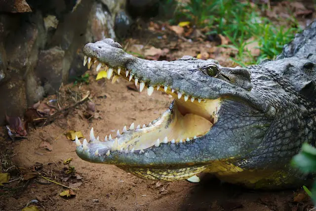 Picture of an alligator 