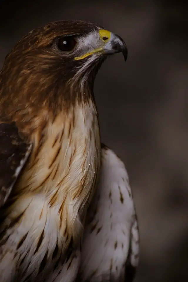 Picture of a falcon