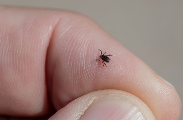 Picture of a tick