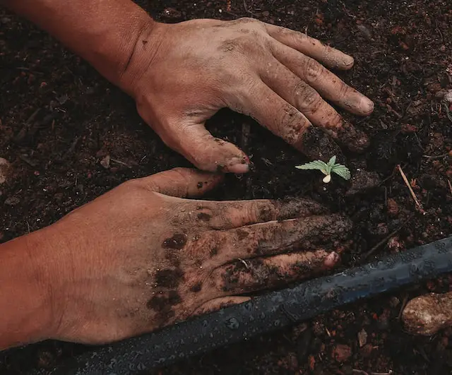 Picture of a farmer planting a crop