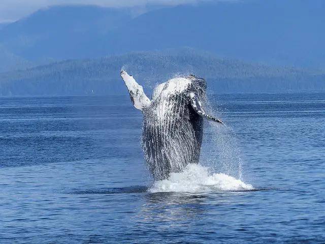 Picture of a humpback whale - which is a baleen whale