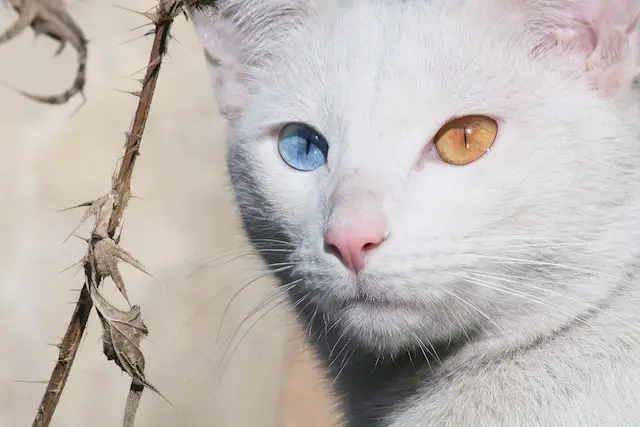 Picture of a cat with central heterochromia