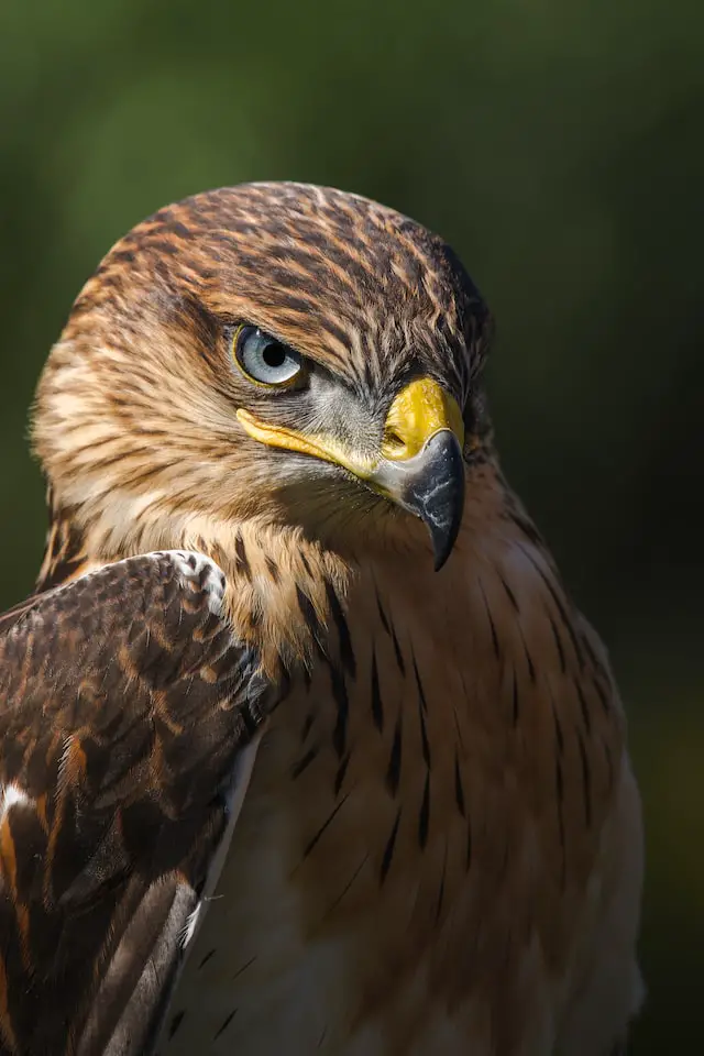 Picture of a hawk