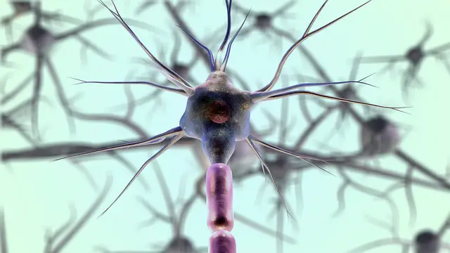 Picture of a neuron cell