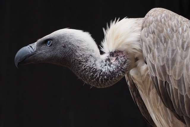 Picture of a vulture