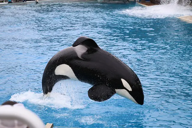 Picture of a n orca - which is a toothed whale 