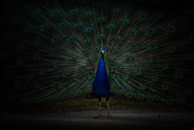 Picture of a peacock 