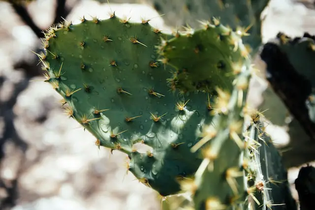 Picture of a heart shaped cactus full of thrones 