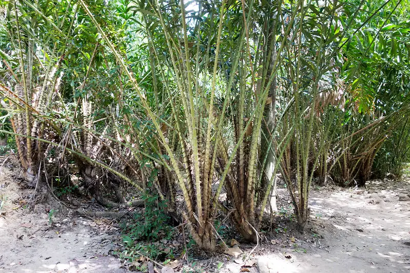 Picture of a rattan tree