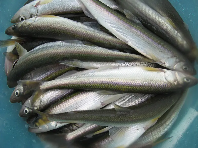 Picture of some smelts