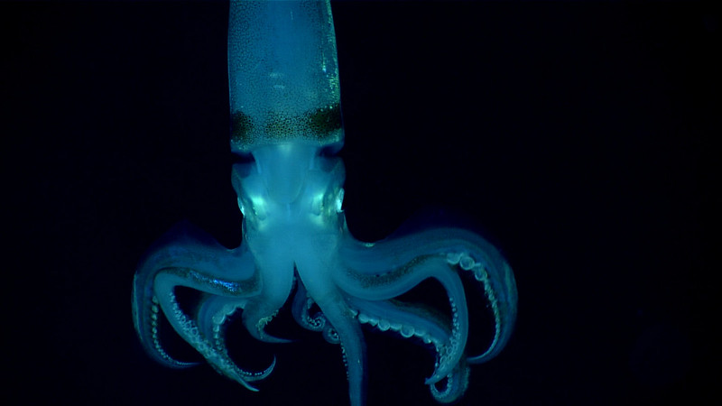 Picture of a squid
