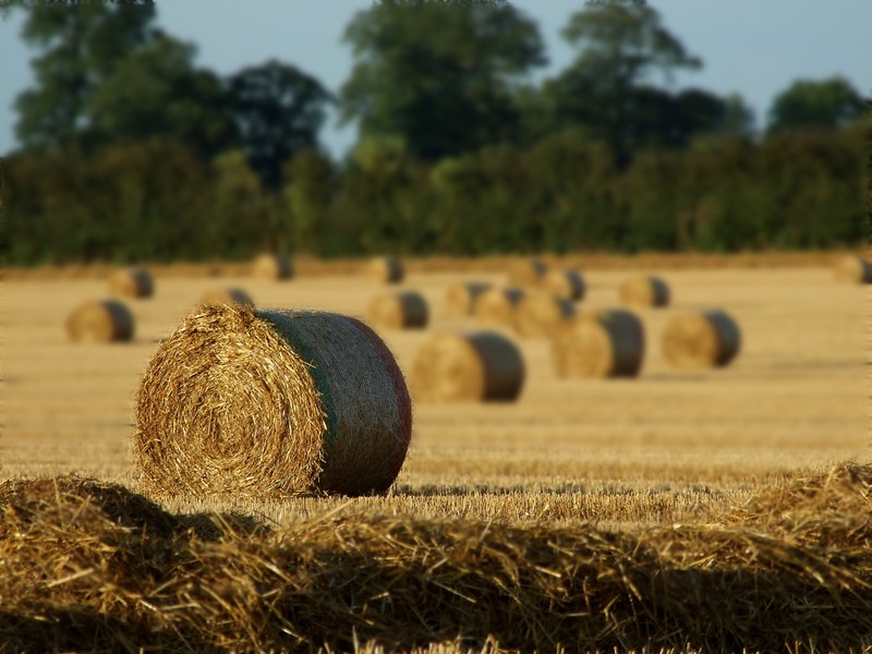 Picture of hay bales 