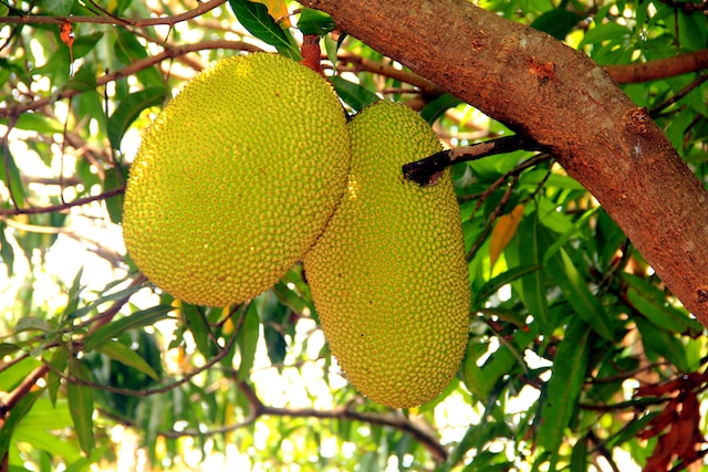 Picture of a jackfruit