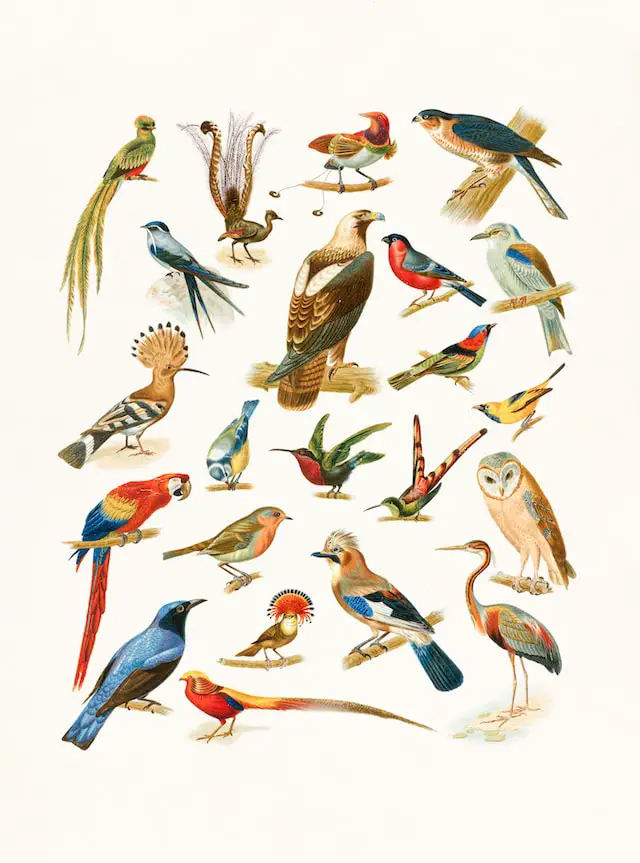 Picture of different species of birds 