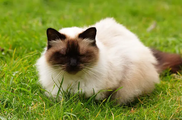 Picture of a himalayan cat