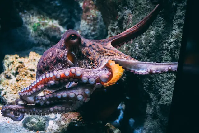 Picture of an octopus 