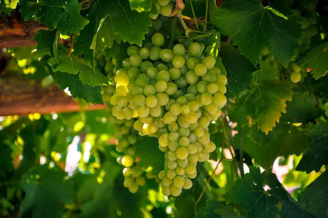 Picture of green grapes