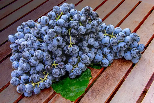 Picture of purple grapes