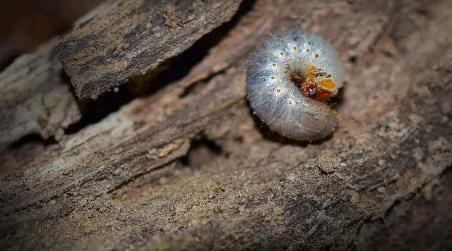 Picture of a grub
