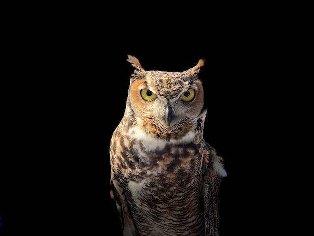 Picture of an owl