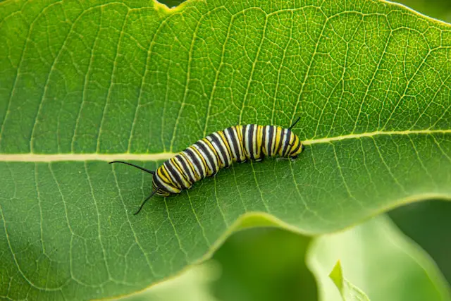 Picture of a caterpillar