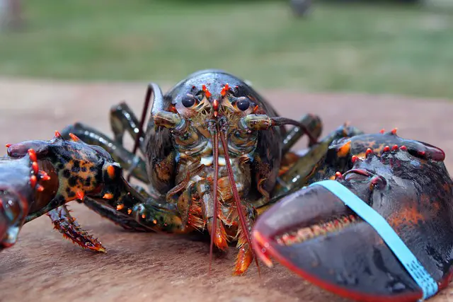 Picture of a Maine lobster