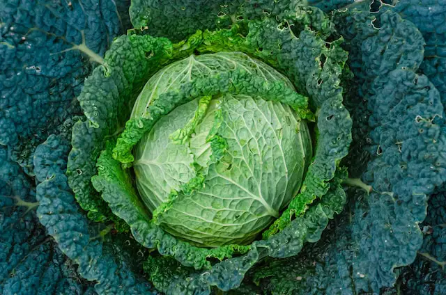 Picture of cabbage 
