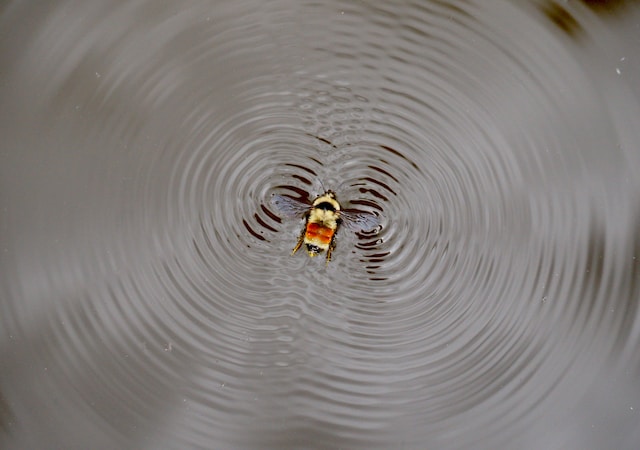 Picture of an insect in the water - vibrating ripples