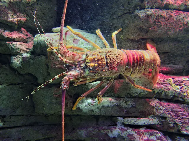 Picture of a rock Lobster