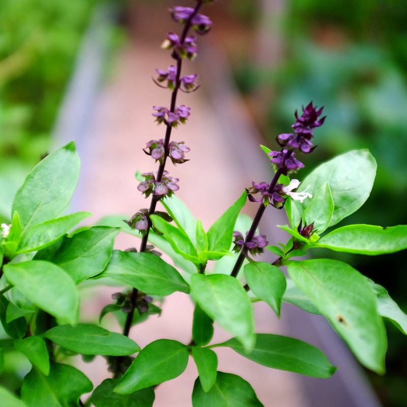 picture of a thai basil plant 